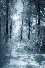 snowy forest, winter landscape