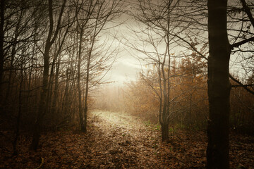 foggy forest path background in autumn