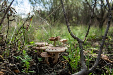 Mushrooms or wild mushrooms in the first rainy days of autumn where the entire field is already green