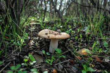 Mushrooms or wild mushrooms in the first rainy days of autumn where the entire field is already green