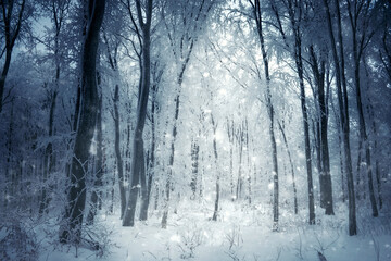 snow flakes falling in fantasy winter forest