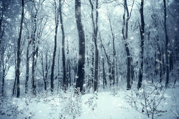 snow falling in cold winter woods