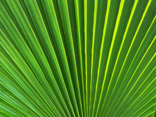 Obraz premium Green texture of palm tree leaf. Nature background. light, bright, fashionable background