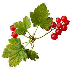 Red currant berries