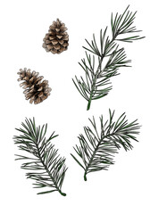 Watercolor christmas isolated clipart. Nature christmas illustration. Pine branch and pine cone graphic illustration. Perfect for greetings, invitations, manufacture wrapping paper and textile.