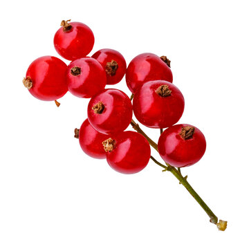 Red currant berry