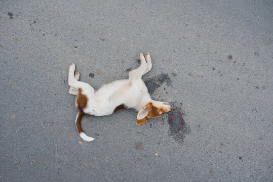 A dog is hit by a car and died on the road. Accidents with pets.
