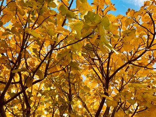 autumn leaves against blue sky