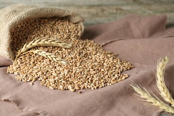 Sack with wheat grains on table. Cereal plant