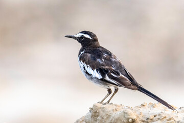 White-browed Wagtail or Large Pied Wagtail (Motacilla maderaspatensis)