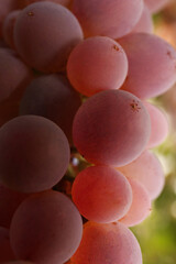 Beautiful tasty grapes growing in vineyard, closeup