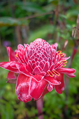 Asian food ingredients, Bunga Kantan known as Torch Ginger flower with scientific name Etlingera elatior is a species of herbaceous perennial plant.