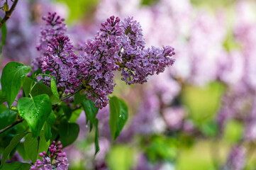 branch with lilac spring flowers, bright blooms of spring lilacs bush, soft focus, closeup