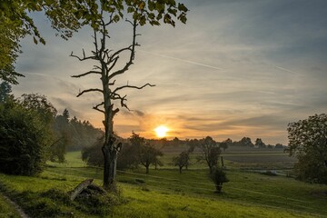 Green field of trees illuminated by the last shines of the setting sun
