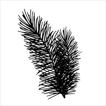 Merry Christmas and Happy New Year doodle decoration. Fluffy fir tree branch isolated on white background. Line art style illustration for decoration.