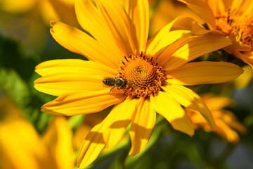 Bee and flower. Close up of a large striped bee collecting pollen on a yellow flower on a Sunny ...