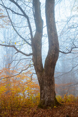 Tree with yellow leaves in autumn day in foggy forest