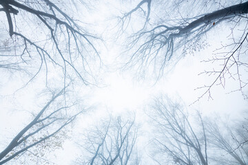Top view of tree branches in foggy forest