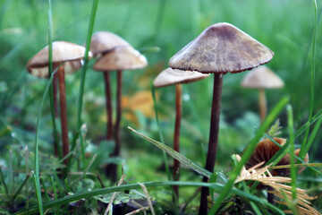 Kleine Pilze im Gras