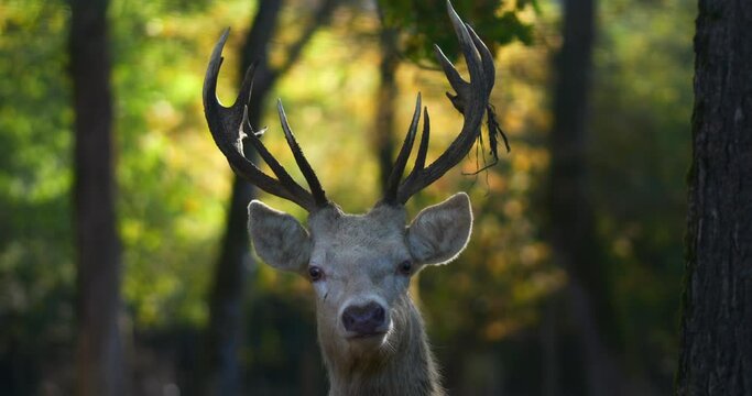 White deer and its antlers close-up in the forest