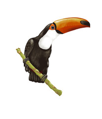 Toucan © Mohammed