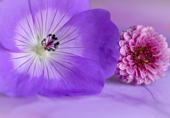 Shades of pink and purple floral still life macro
