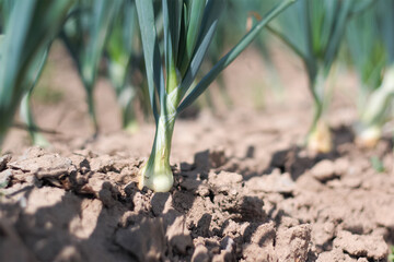 onion - green onions grown in rows in the field