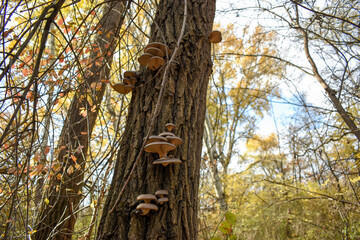 Oyster mushrooms grows on a tree trunk against the backdrop of an autumn forest