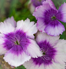 White and purple Sweet William floral trio, in the afternoon sun