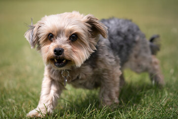 Yorkshire Terrier standing looking at the camera