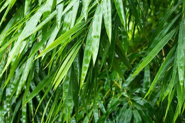 bright green bamboo leaves when it rains.