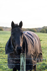 Horse in a Field. Cowdray West Sussex