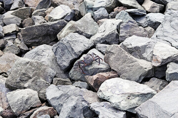 Fototapeta na wymiar A dark-colored crab camouflaged with the rocks of the coast