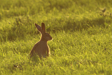 A portrait of an European Hare in a fresh green meadow on a summer evening
