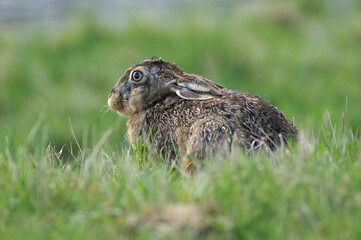 A portrait of an European Hare in a fresh green meadow
