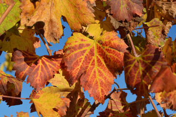 Naklejka na ściany i meble Colorful grapevine tree leaves in autumn season.