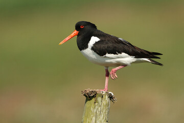 Portrait of an Eurasian Oystercatcher perched on a pole against a green background.
