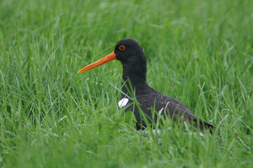 A portrait of an Eurasian Oystercatcher in a wet meadow
