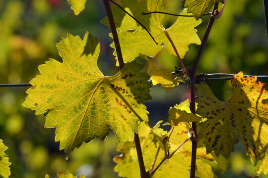 Colorful grapevine tree leaves in autumn season.