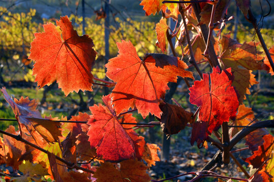 Colorful grapevine tree leaves in autumn season.