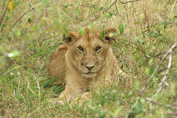 Naklejka na ściany i meble The cub of a lion resting in the gras of the Serengeti, Tanzania, Africa 