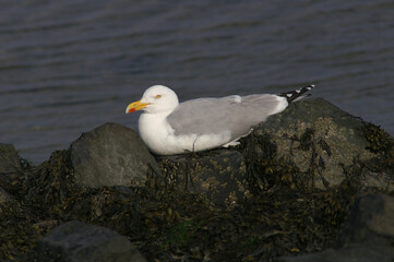 An European Herring Gull resting on a rock at the sea
