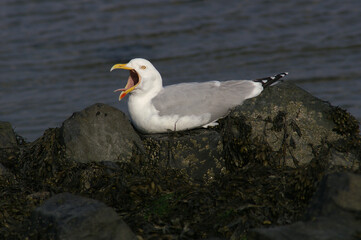 An European Herring Gull on a rock calling out loud
