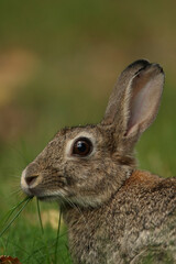A portrait of an European Rabbit foraging
