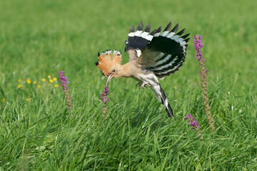 An Eurasian Hoopoe flying over a meadow with colorful flowers  © RMMPPhotography