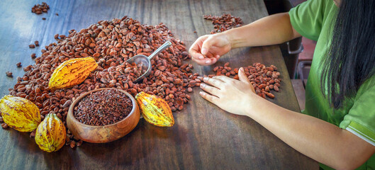 Hand of worker woman  or inspecting selecting quality cocoa beans for chocolate production by hand, Cocoa Bean Quality Sorting