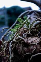 green moss on the rocks