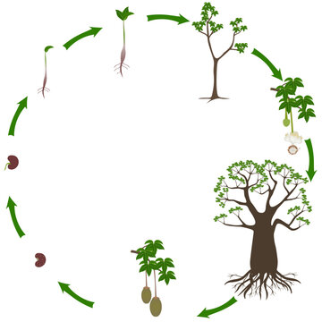 Life cycle of a baobab tree on a white background.