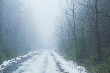 Forest road in the fog
