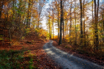 Herbstwald